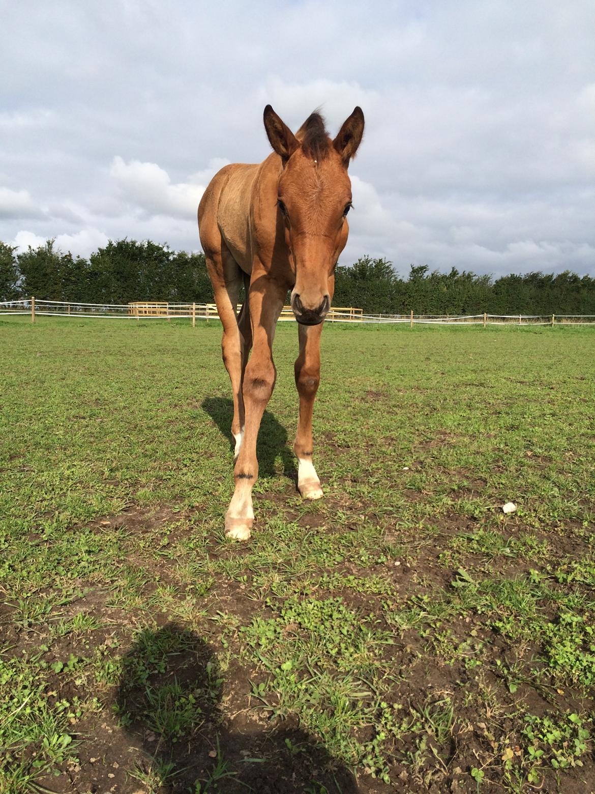Hollandsk Varmblod Napoleon billede 2