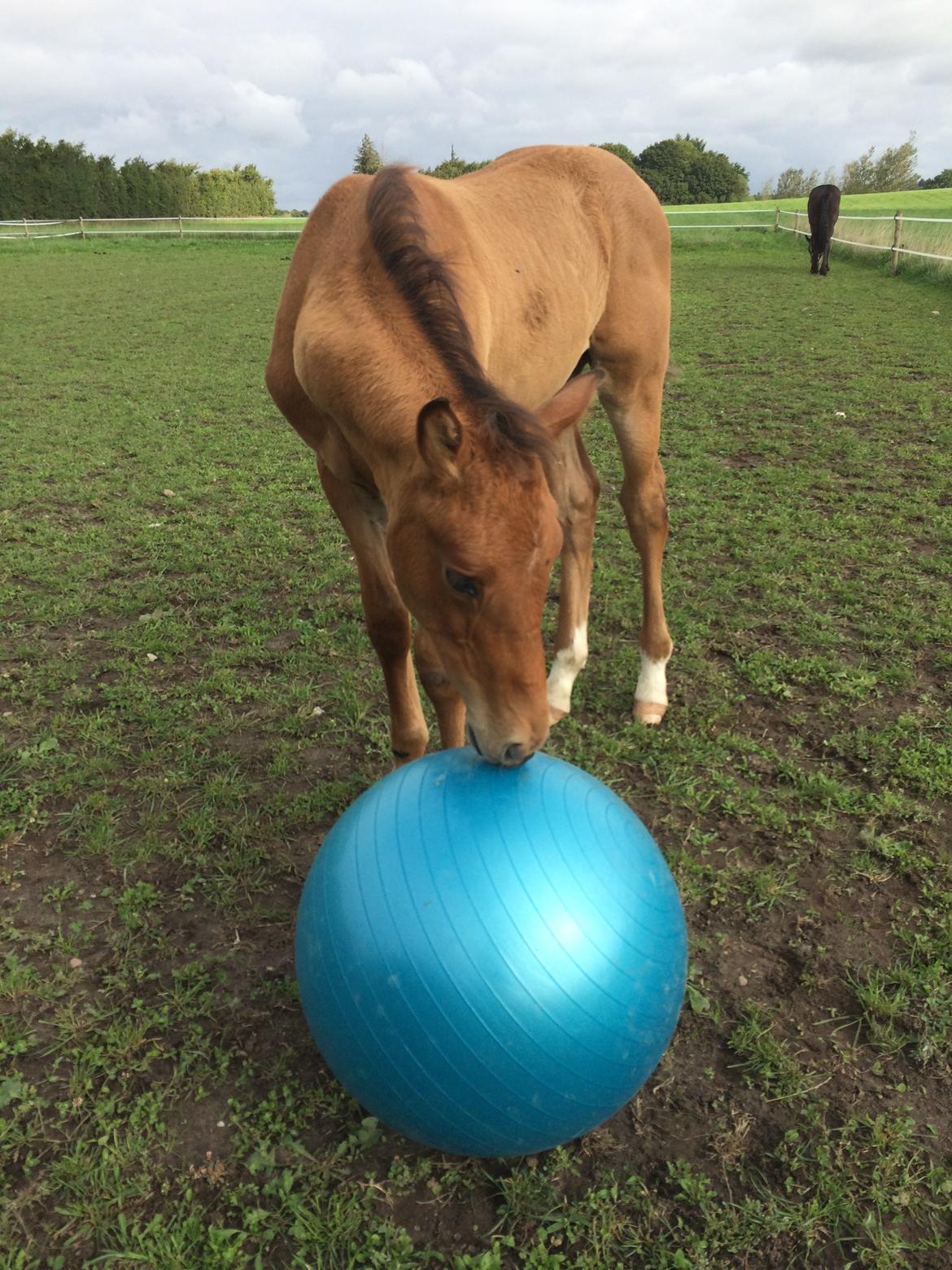 Hollandsk Varmblod Napoleon billede 4