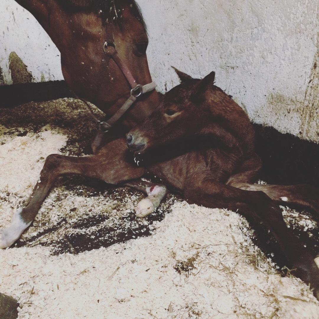 Hollandsk Varmblod Napoleon billede 5