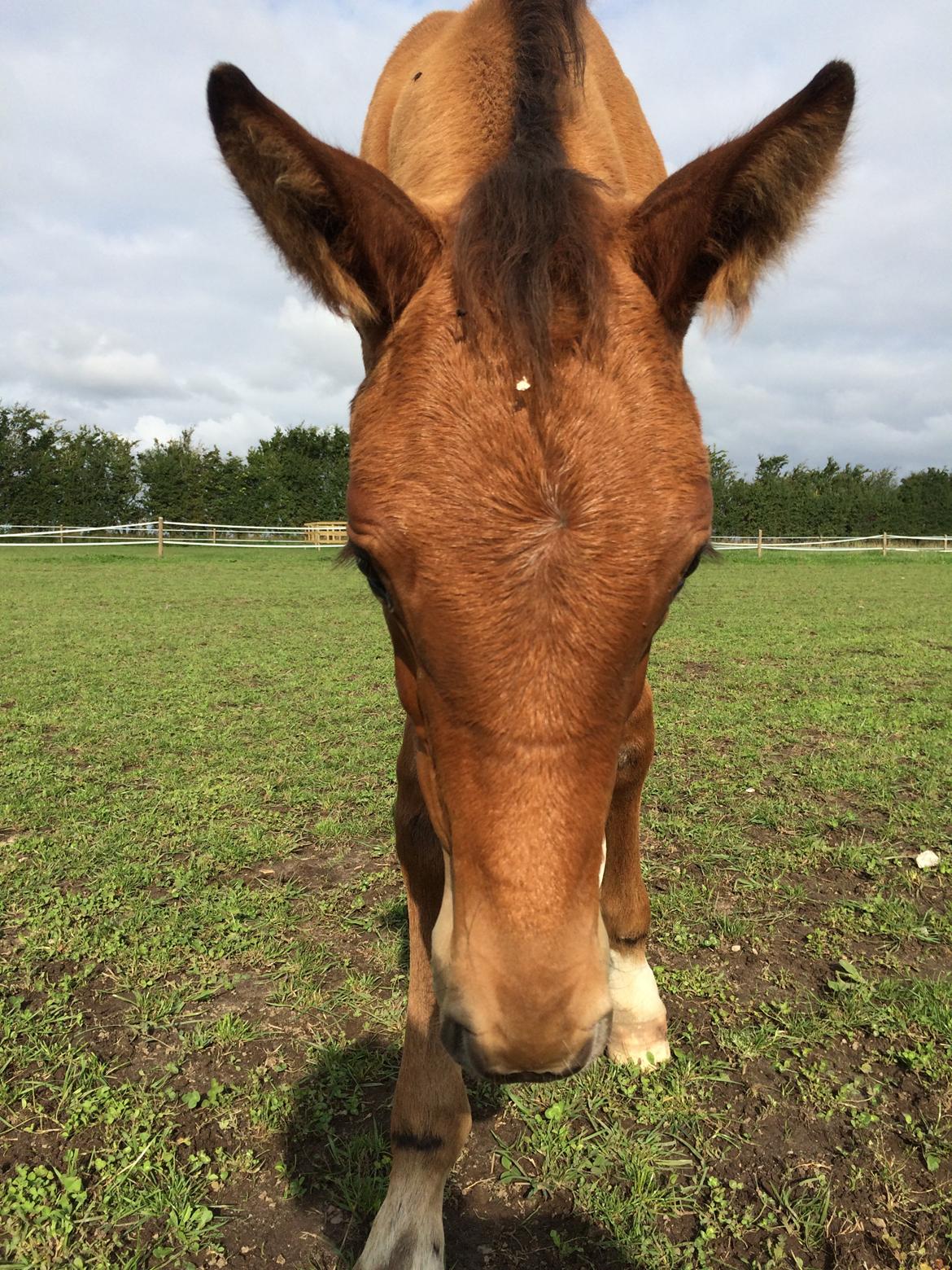 Hollandsk Varmblod Napoleon billede 6