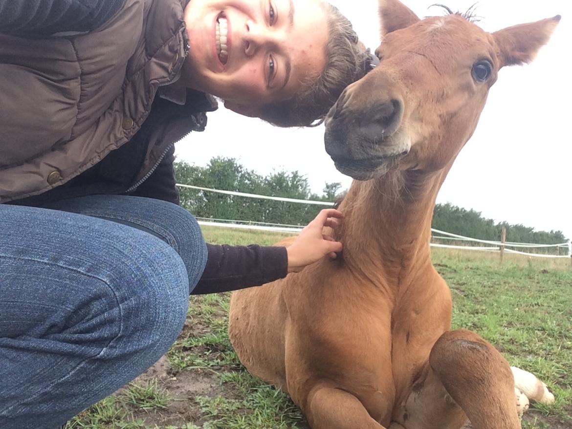 Hollandsk Varmblod Napoleon billede 7