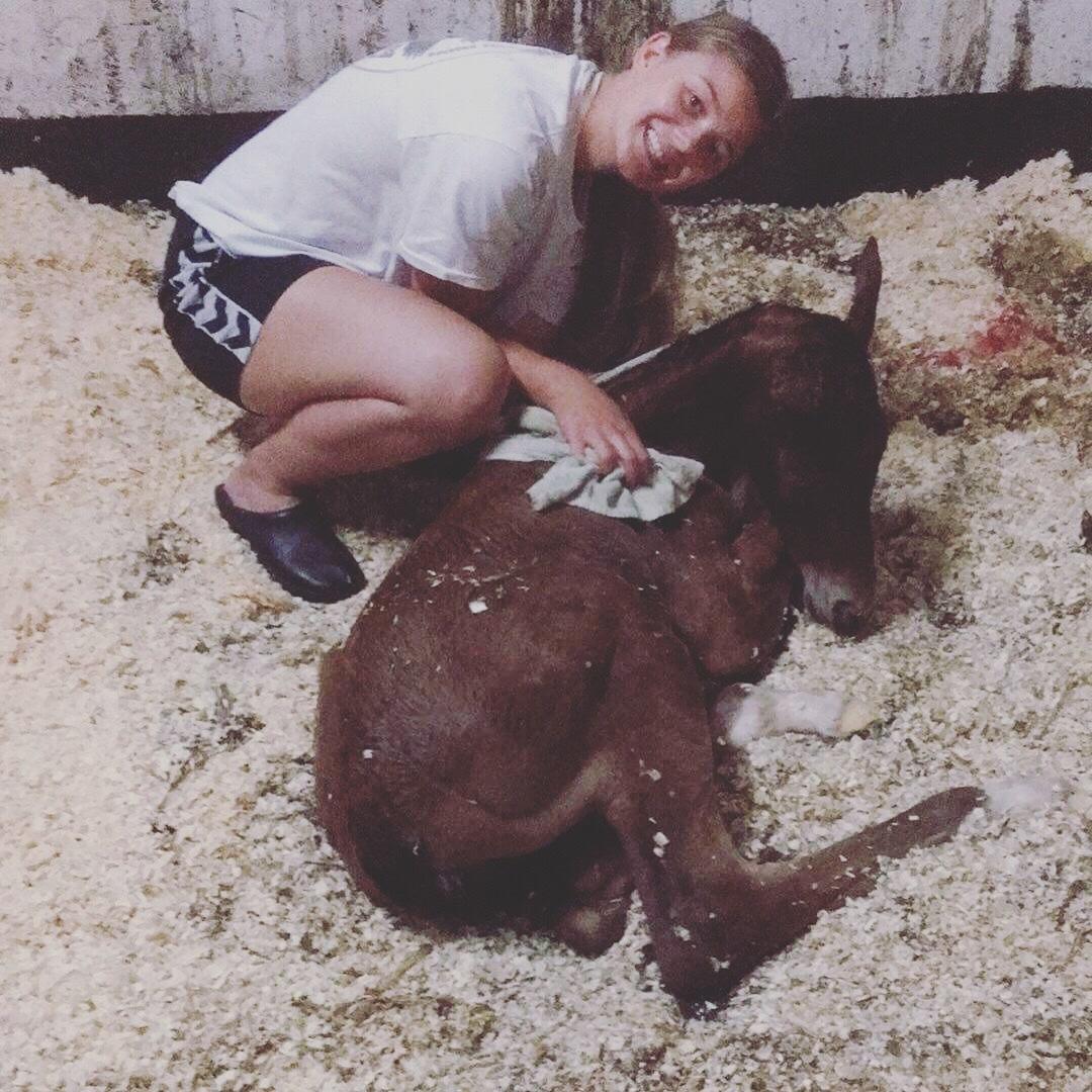 Hollandsk Varmblod Napoleon billede 8