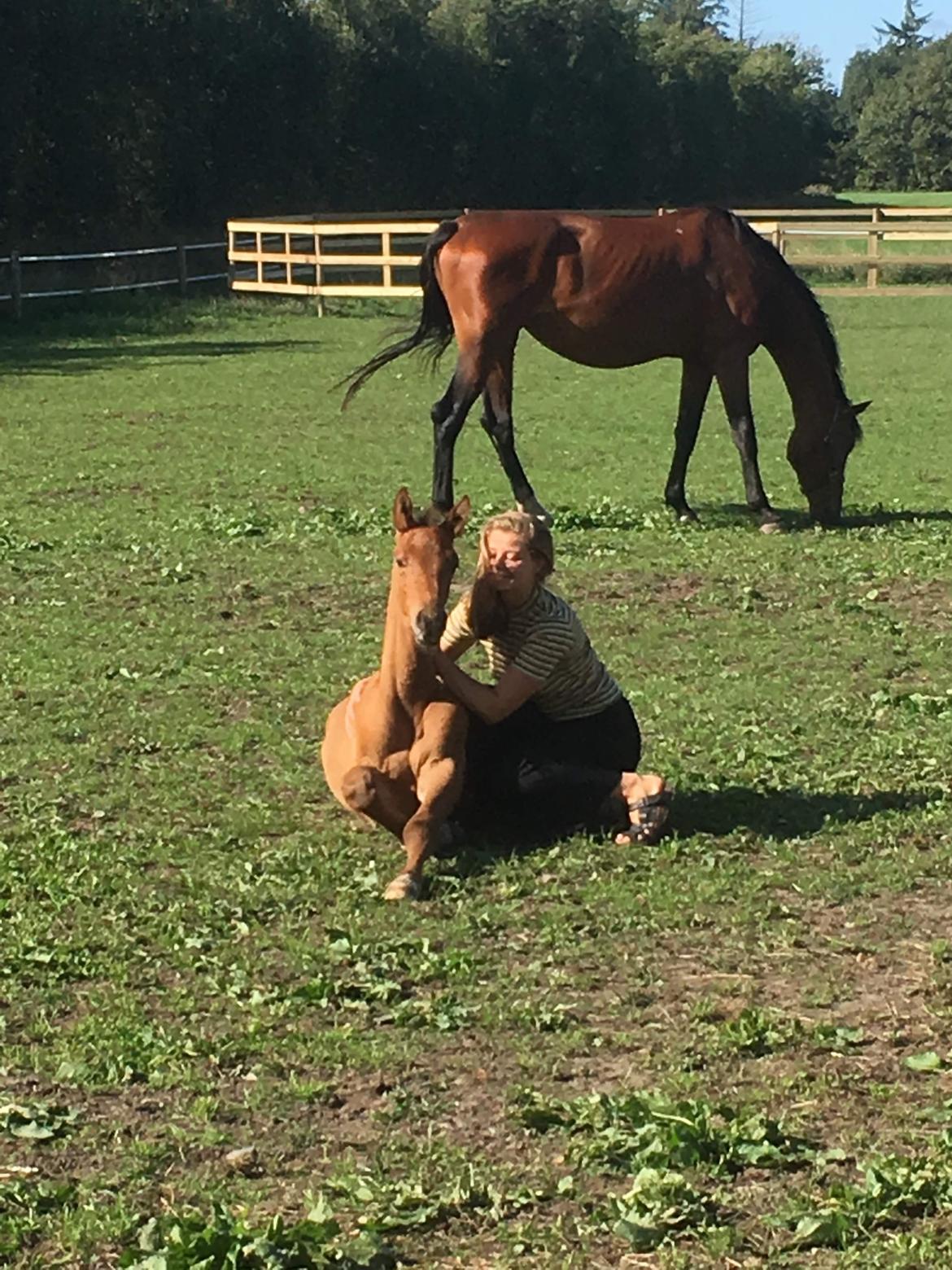 Hollandsk Varmblod Napoleon billede 9