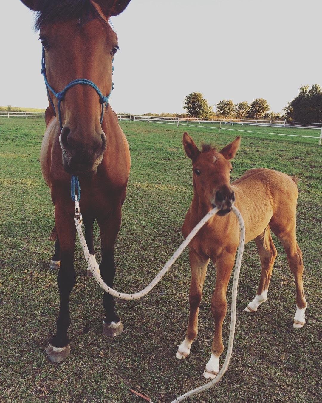 Hollandsk Varmblod Napoleon billede 10