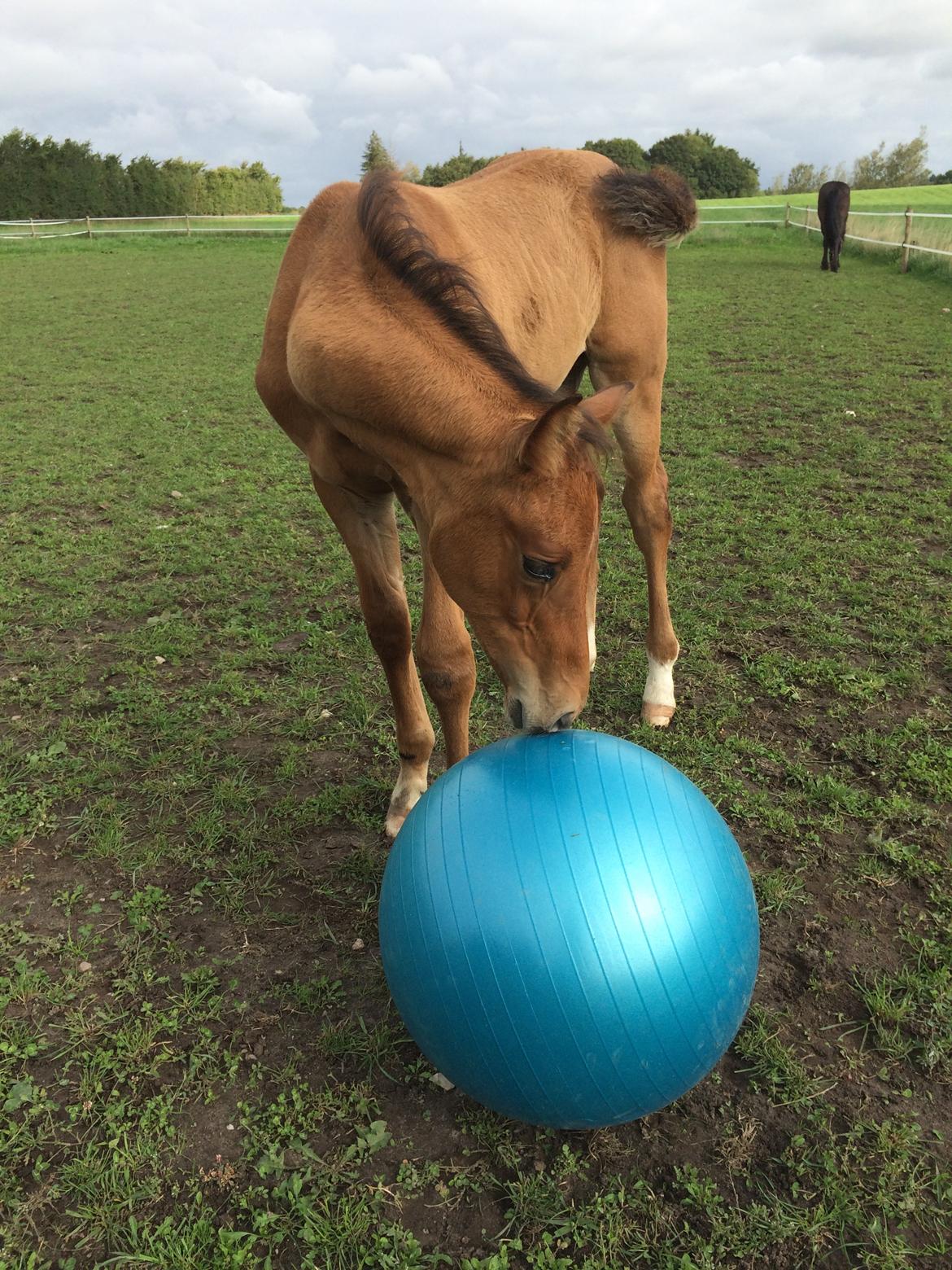 Hollandsk Varmblod Napoleon billede 11