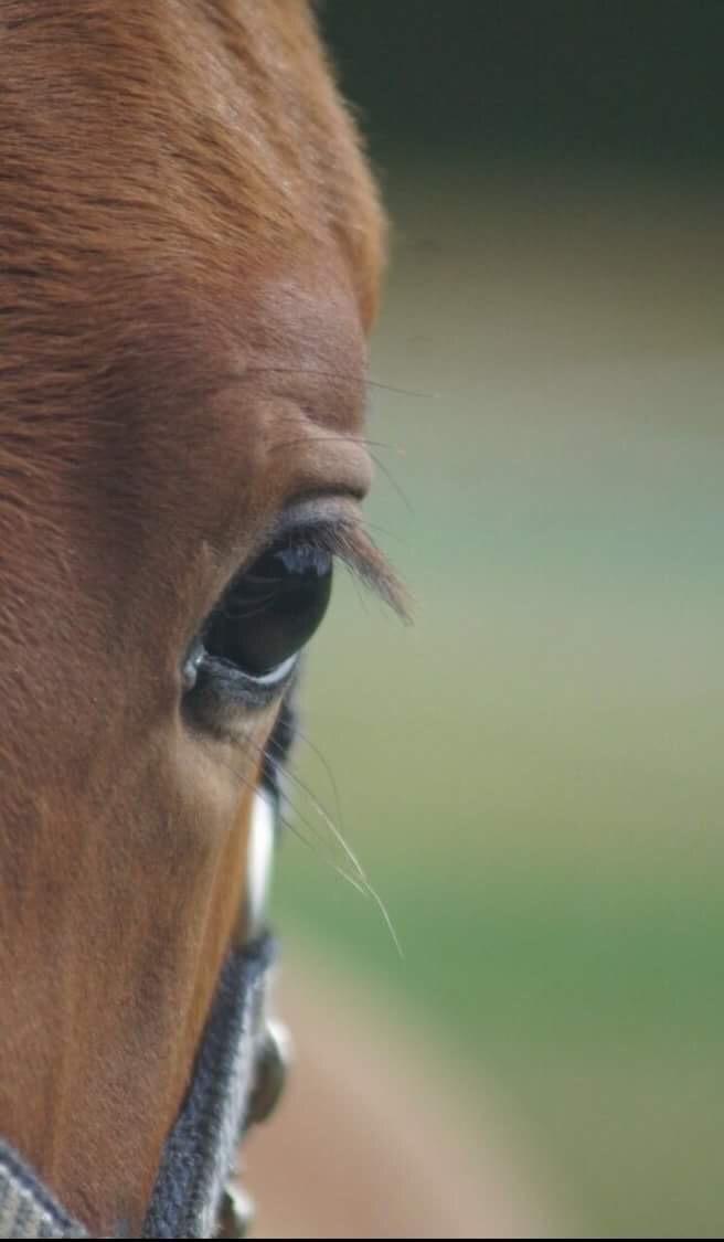 Hollandsk Varmblod Napoleon billede 12