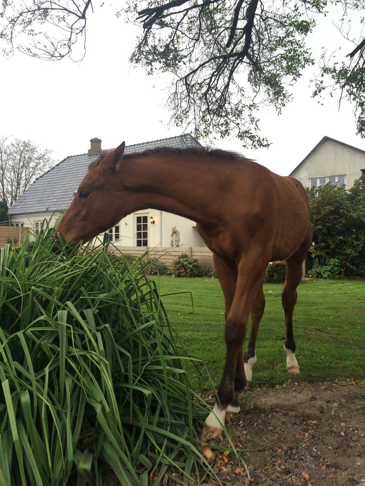 Hollandsk Varmblod Napoleon billede 13