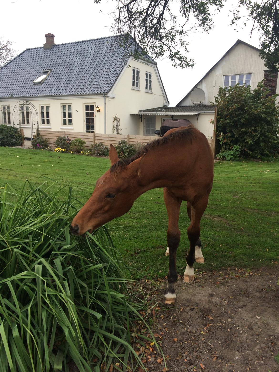 Hollandsk Varmblod Napoleon billede 14