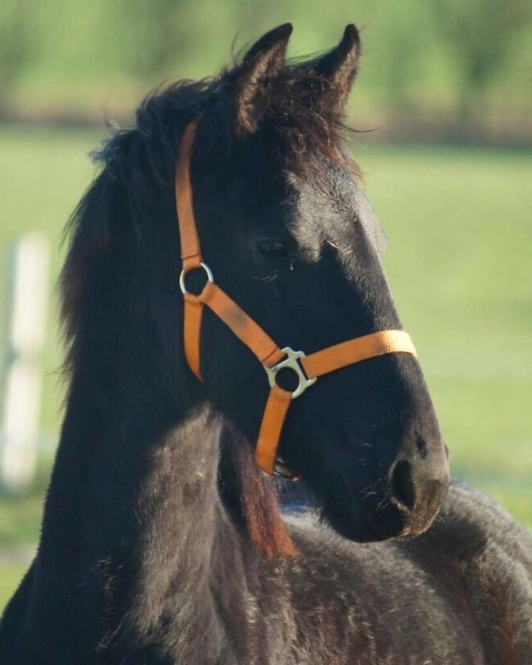 Frieser Dolly billede 1