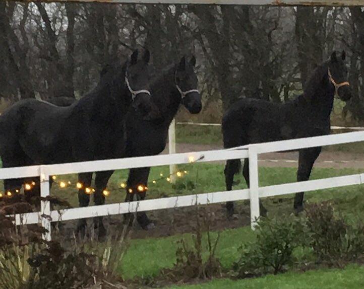 Frieser Dolly billede 2