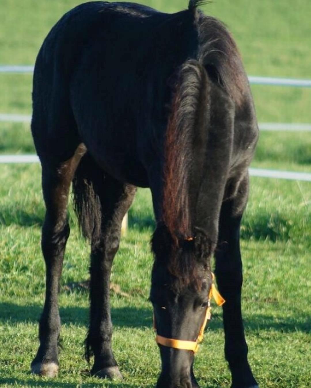 Frieser Dolly billede 3