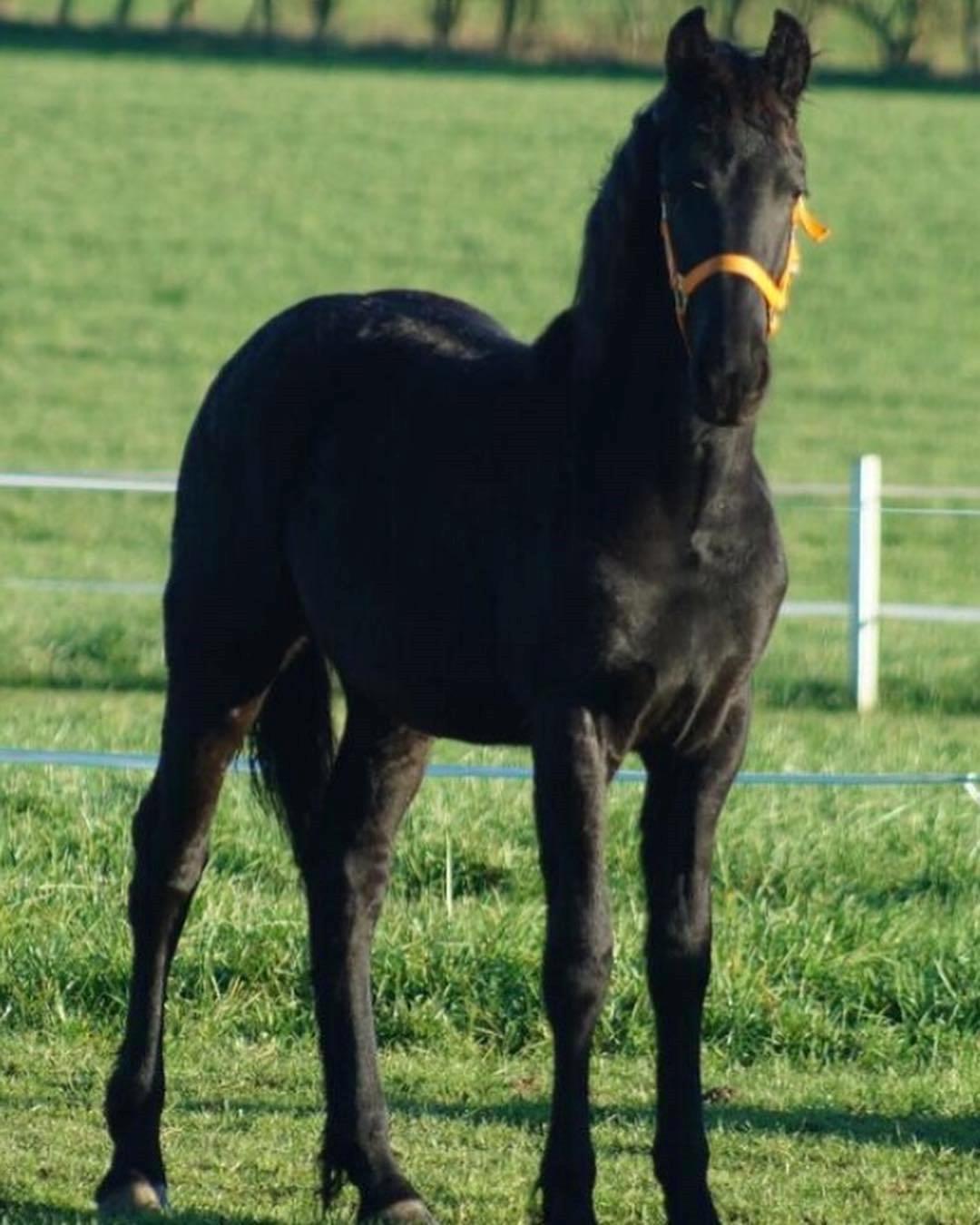 Frieser Dolly billede 4