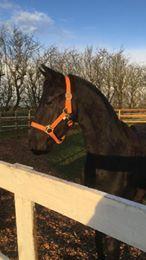 Frieser Dolly billede 5