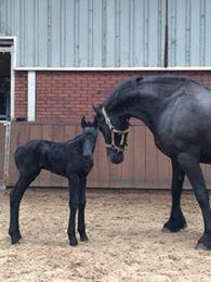 Frieser Dolly billede 6