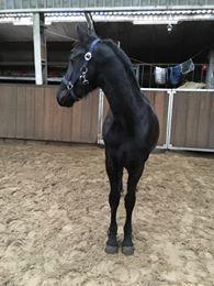 Frieser Dolly billede 7