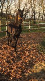 Frieser Dolly billede 8