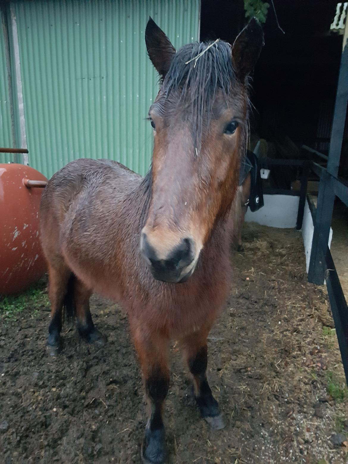 Islænder Sigurdur fra Lindegården SOLGT billede 32