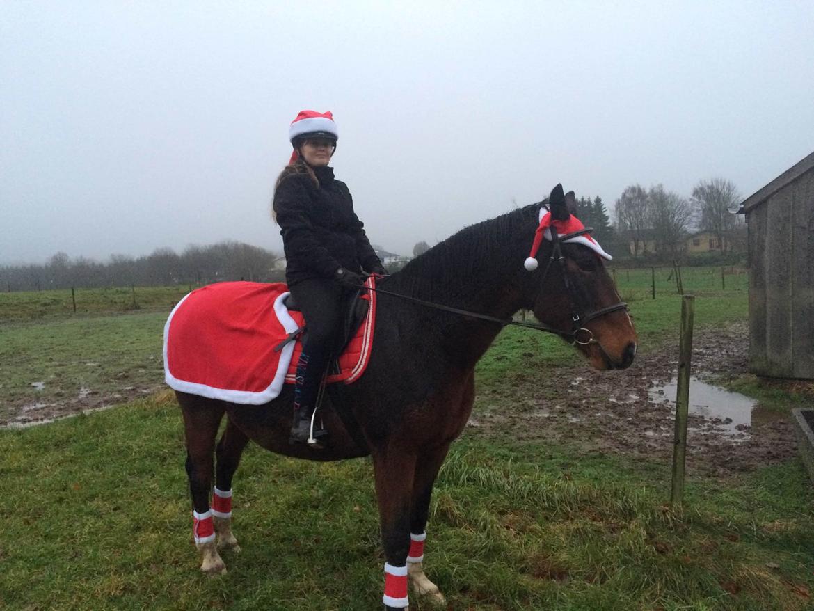 Dansk Varmblod Sunday Silence  - Med juleudstyr - 02/12 2018 billede 12