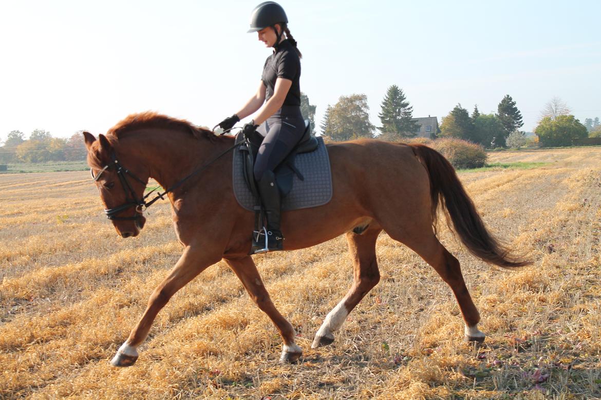 Frederiksborg Bacchus krogvænget billede 13