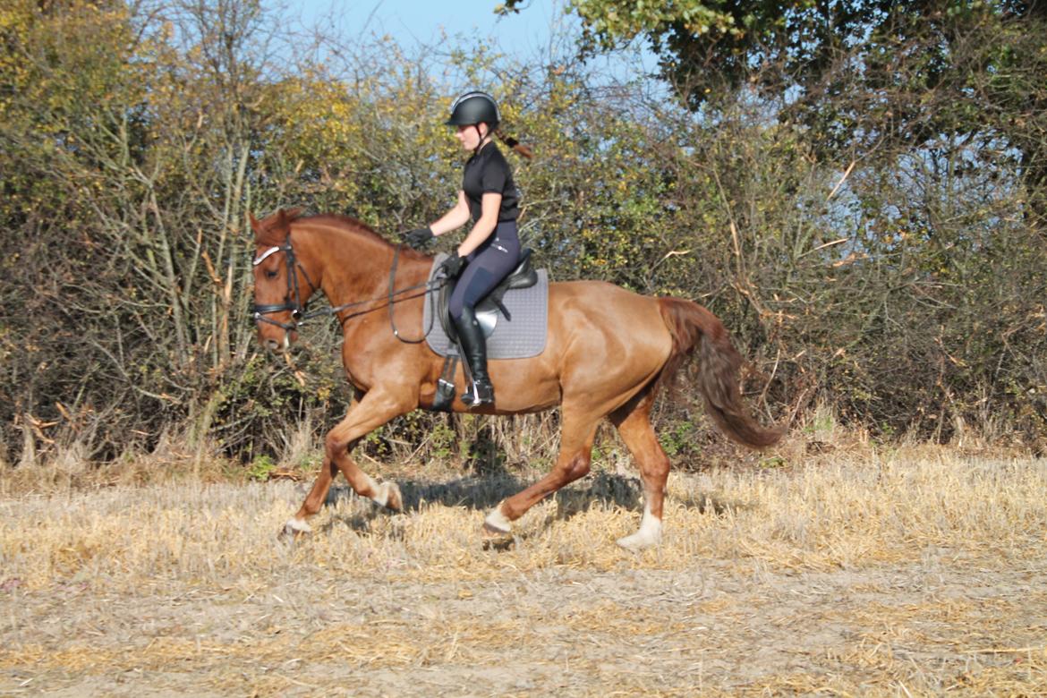 Frederiksborg Bacchus krogvænget billede 14