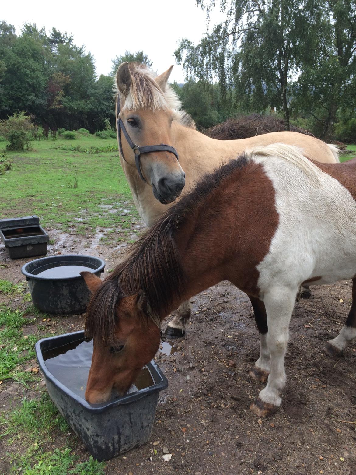 Islænder Thor  - Thor og hans gode ven, Frej billede 3