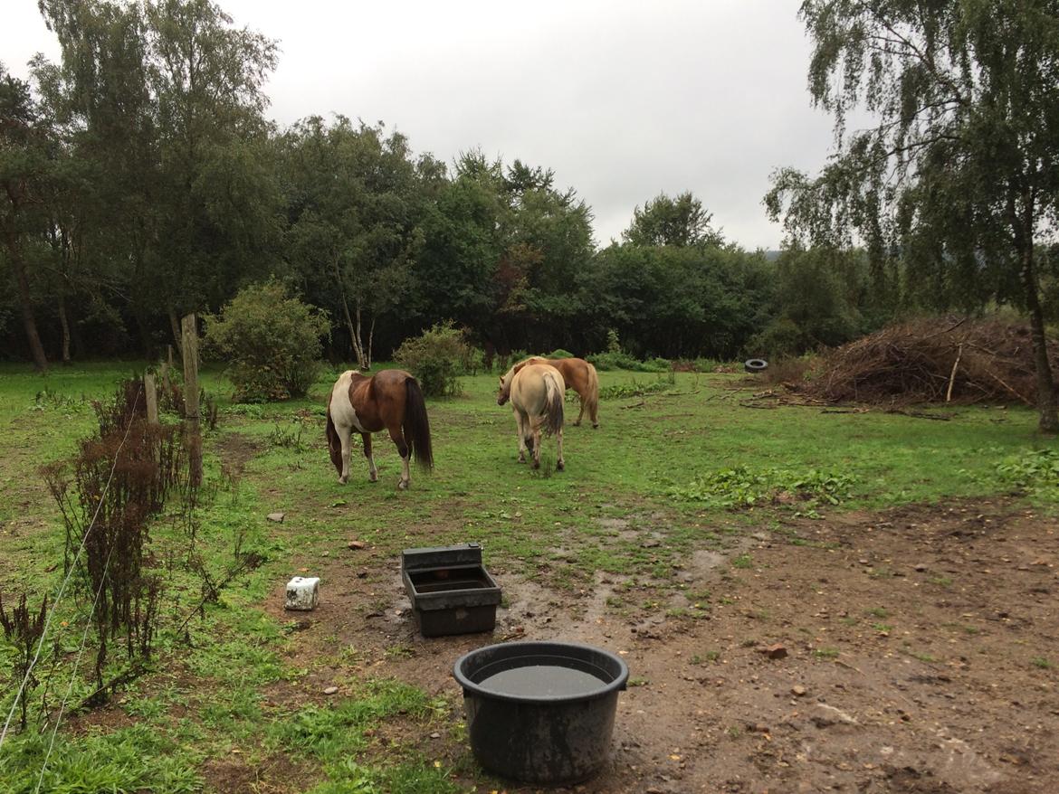Islænder Thor  - På folden billede 6