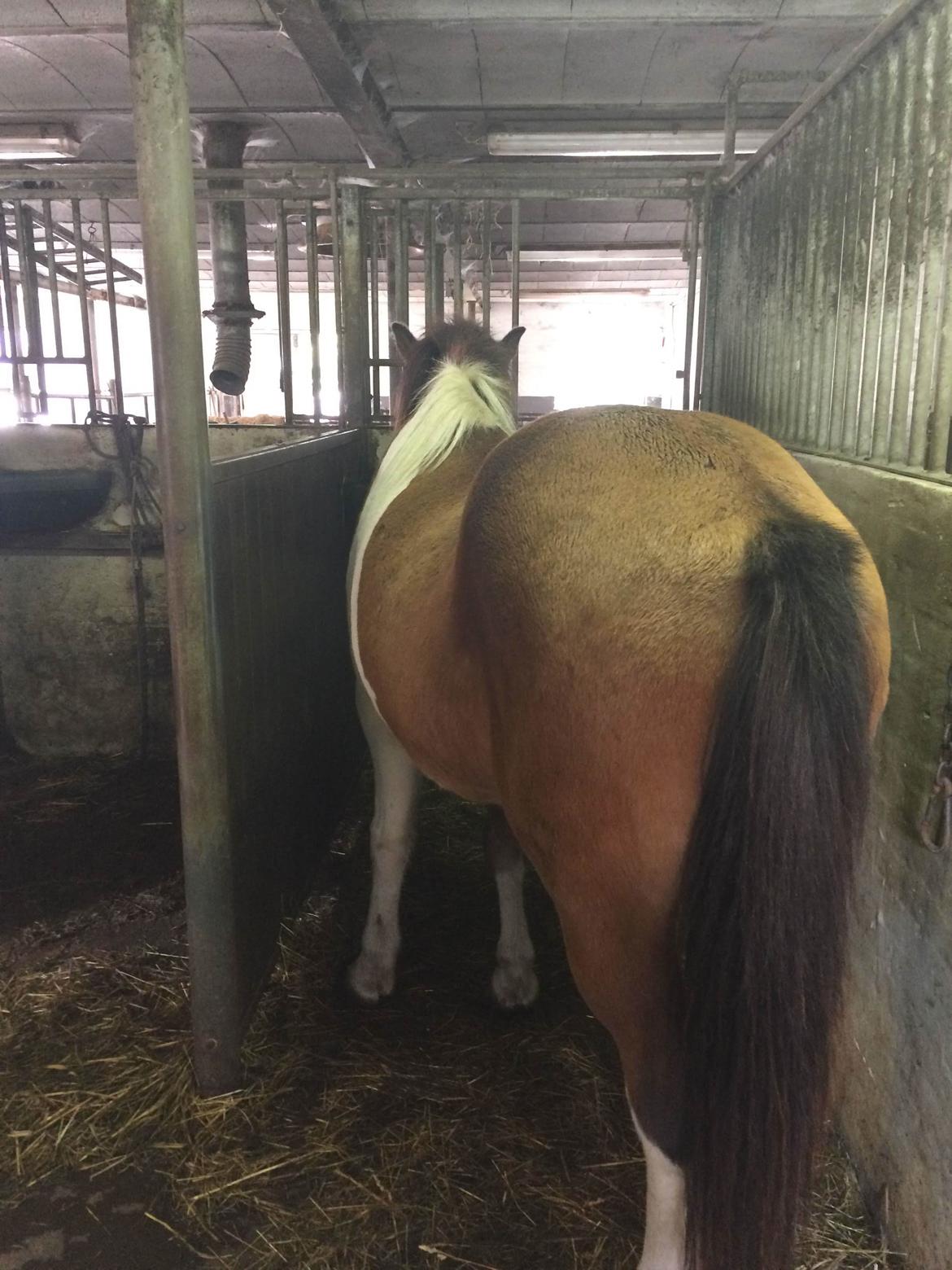 Islænder Thor  - Middag :) billede 5