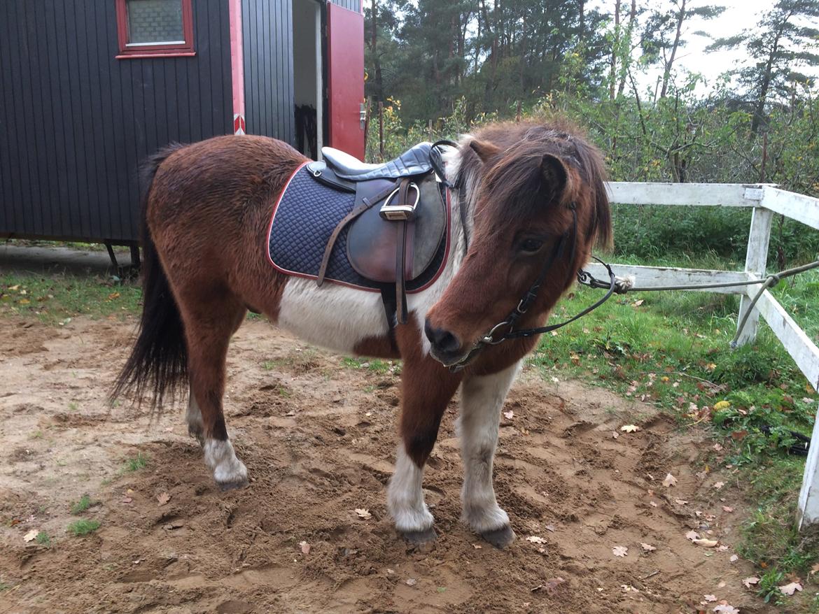 Islænder Thor  - 23/10 2018 billede 4