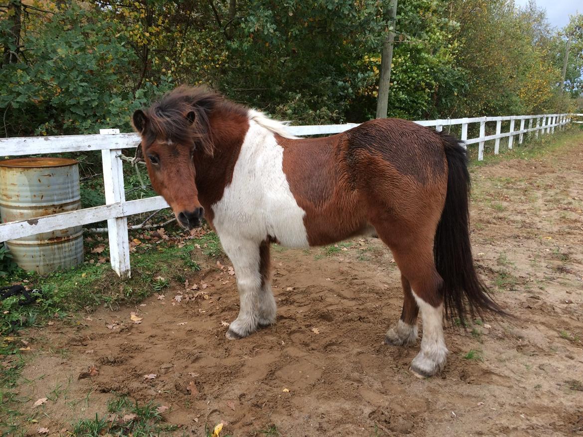 Islænder Thor  - Venter pænt :) billede 7