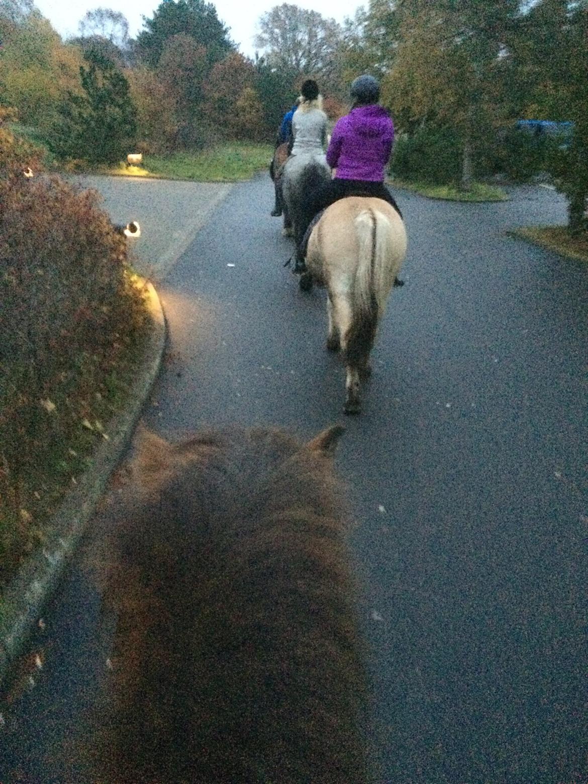 Islænder Thor  - På tur billede 10
