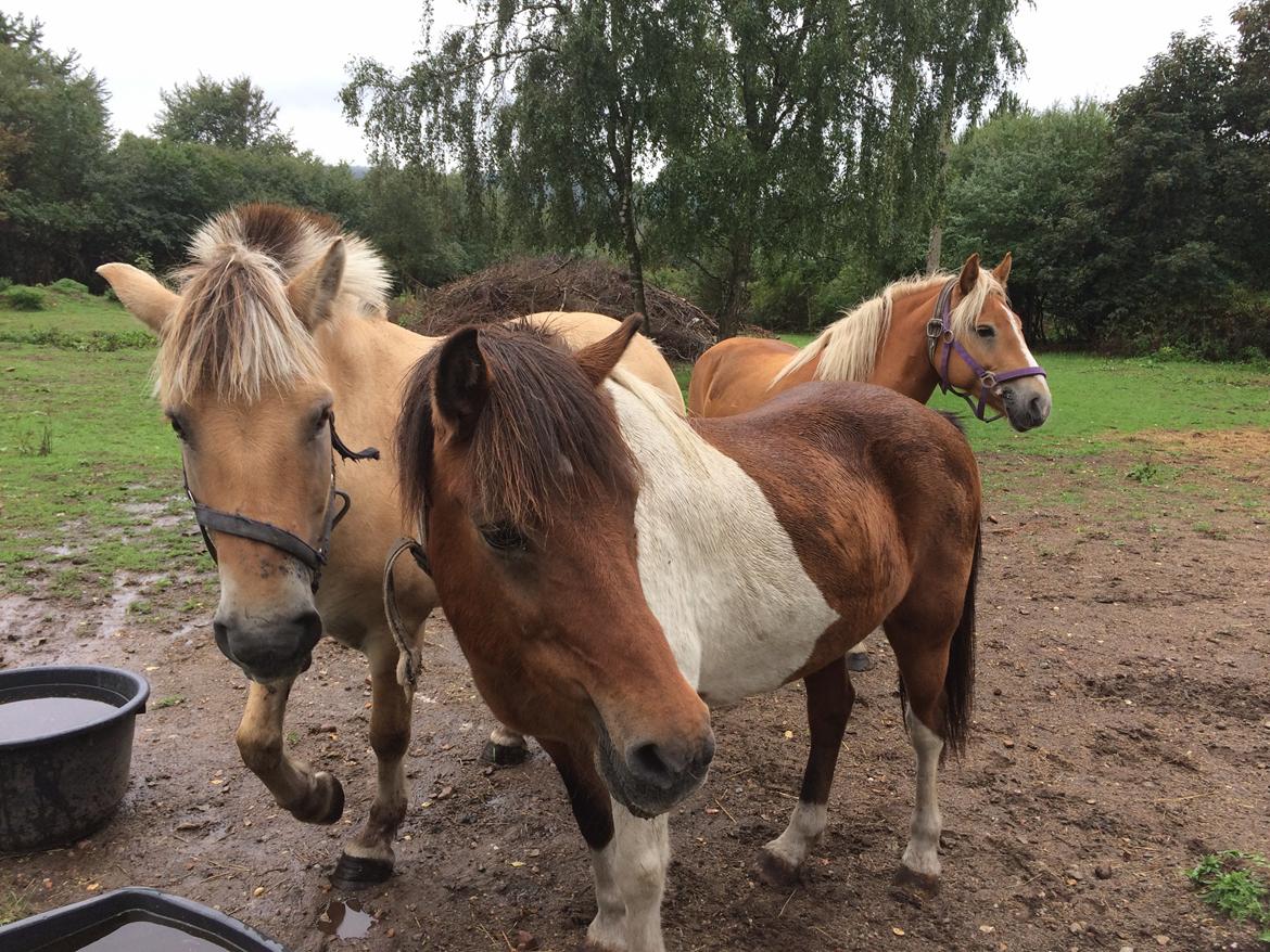 Islænder Thor  - Tak for kigget :) billede 11