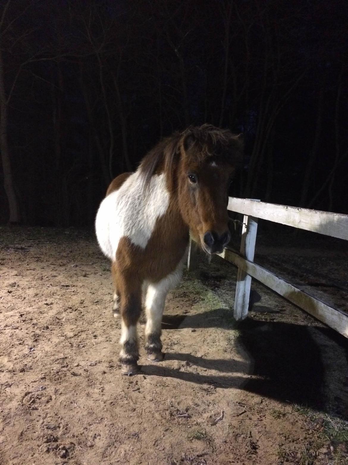 Islænder Thor  - På ridebanen billede 8