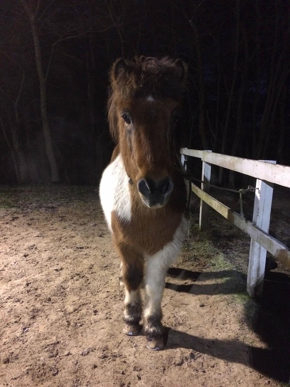 Islænder Thor  - En mørk aften med lys fra banelygterne billede 1