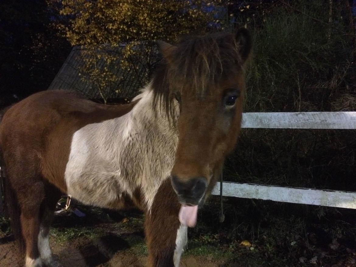 Islænder Thor  - Svedig efter ridetur billede 9