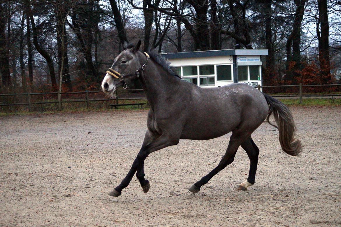 Anden særlig race Moon’s Knight Dancer  billede 19