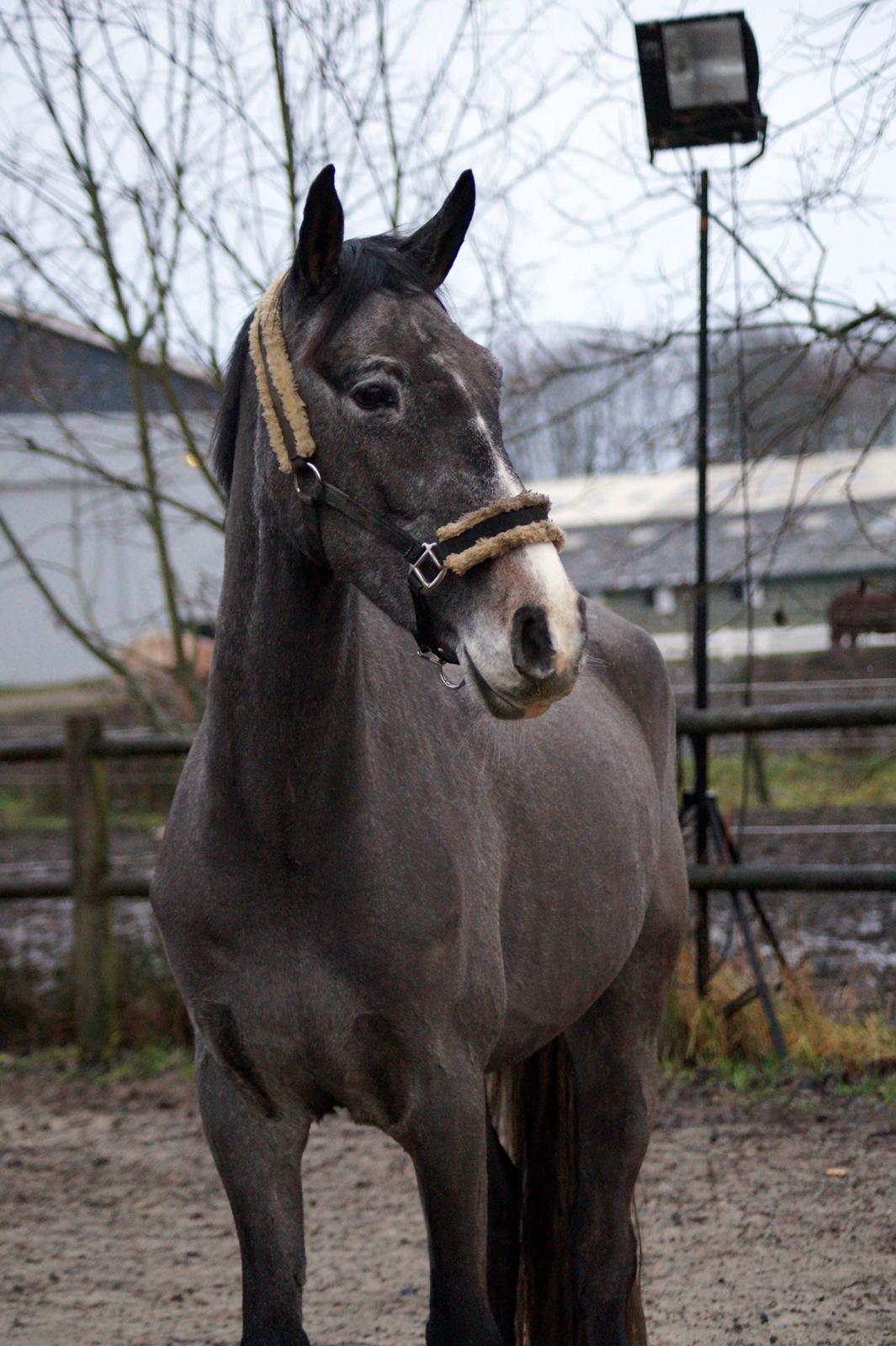 Anden særlig race Moon’s Knight Dancer  billede 2