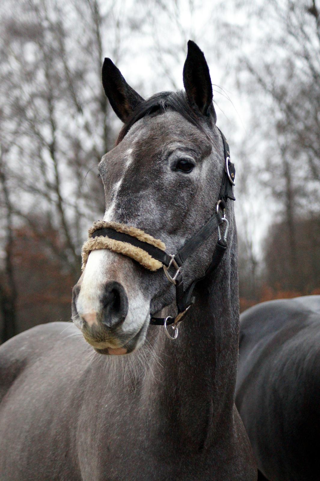 Anden særlig race Moon’s Knight Dancer  billede 1