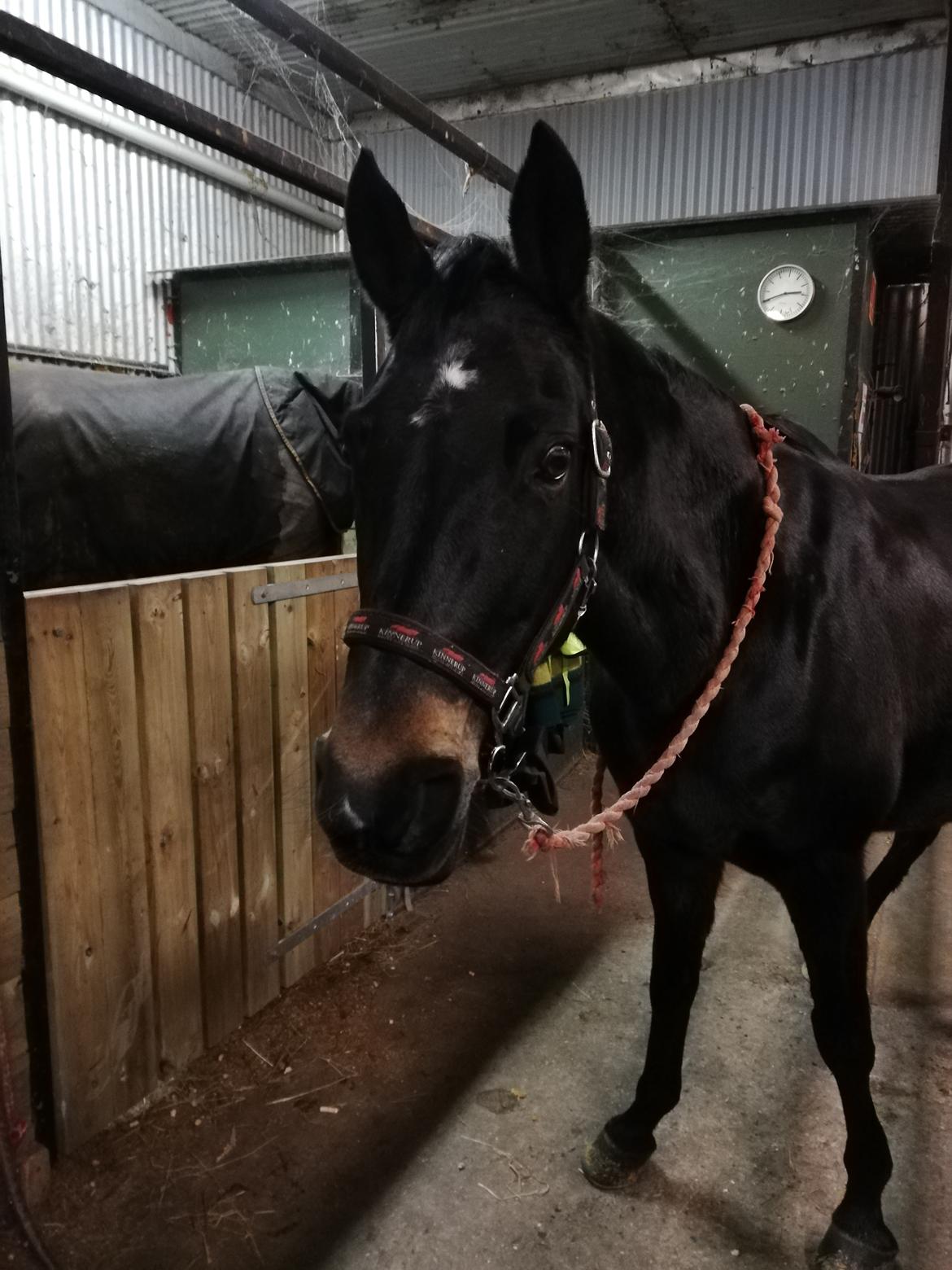 Tysk Sportspony | Etna | *Lille Pigen* |  billede 24