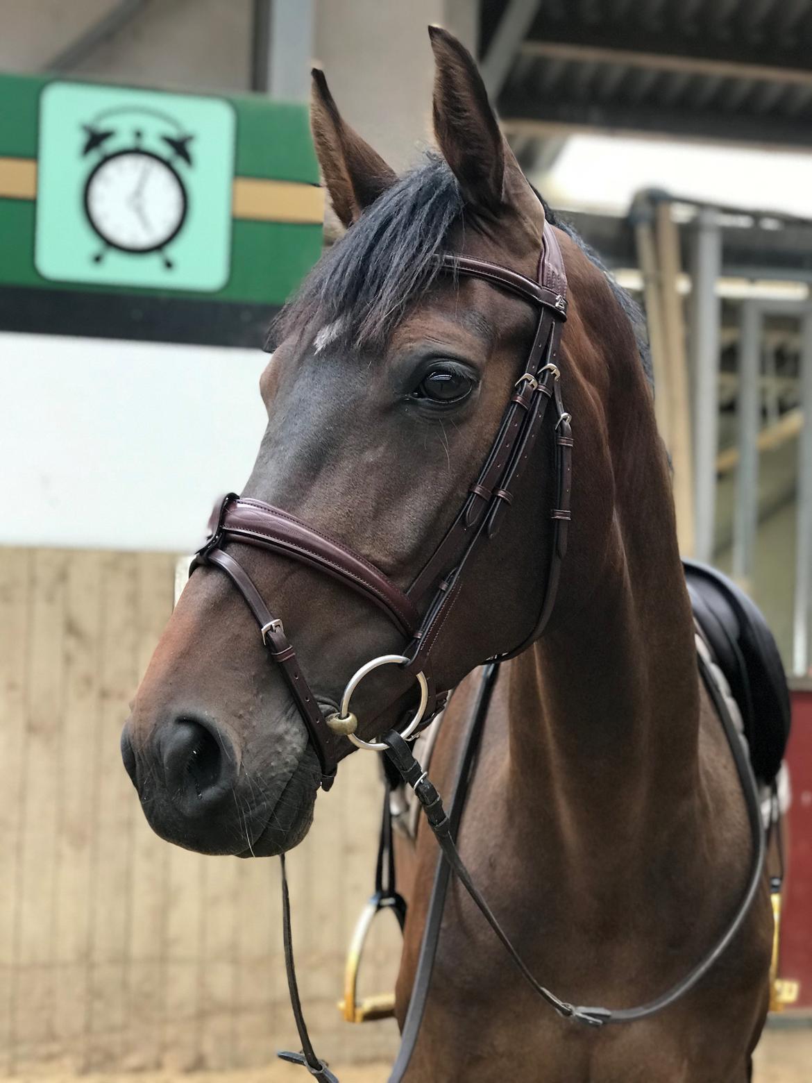 Holstener Golddate billede 8