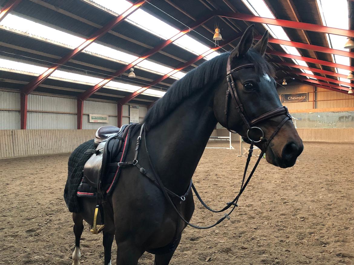 Holstener Golddate billede 12