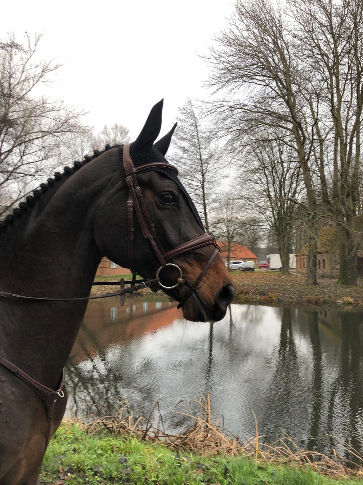 Holstener Golddate billede 15