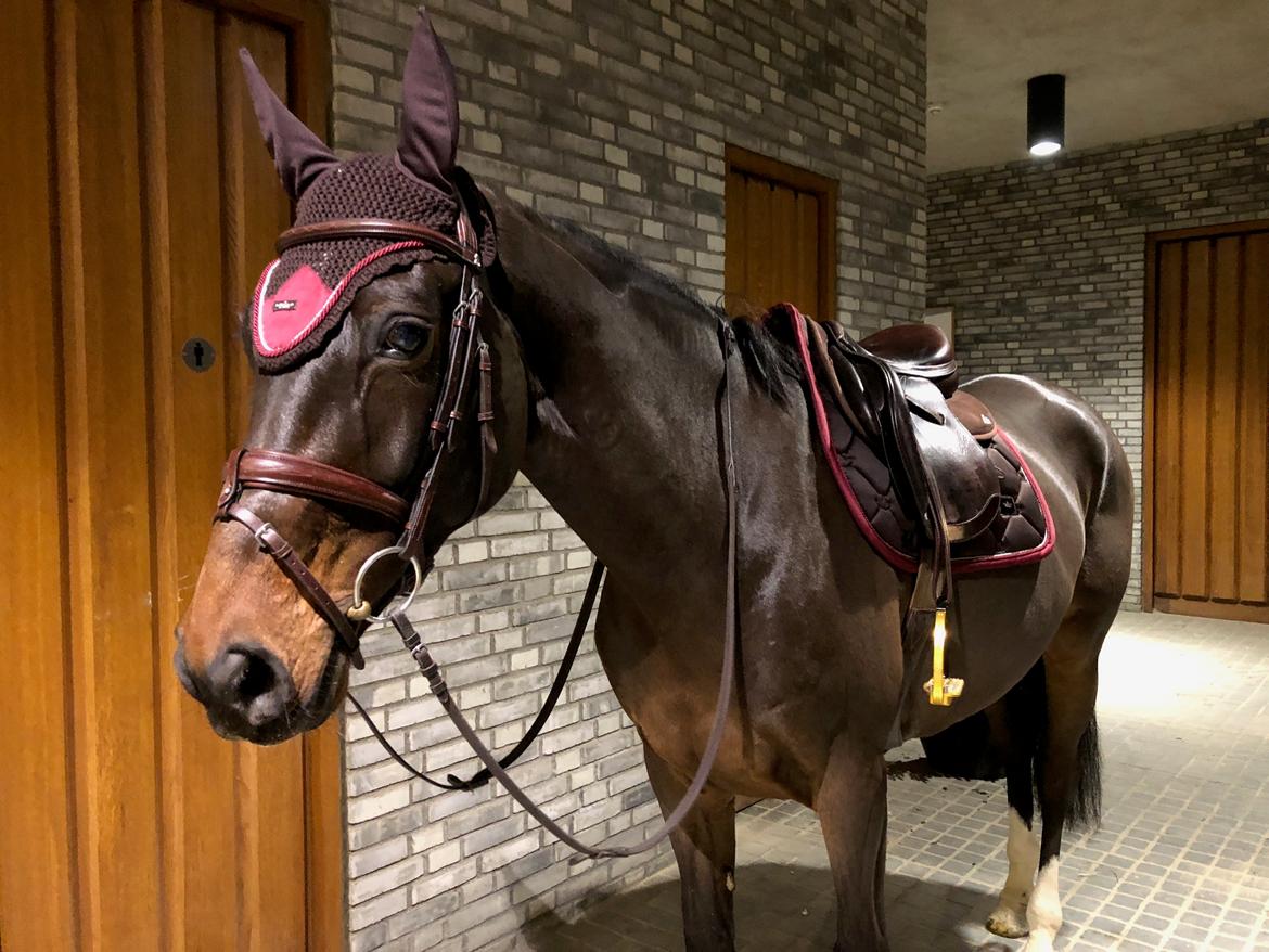 Holstener Golddate billede 19