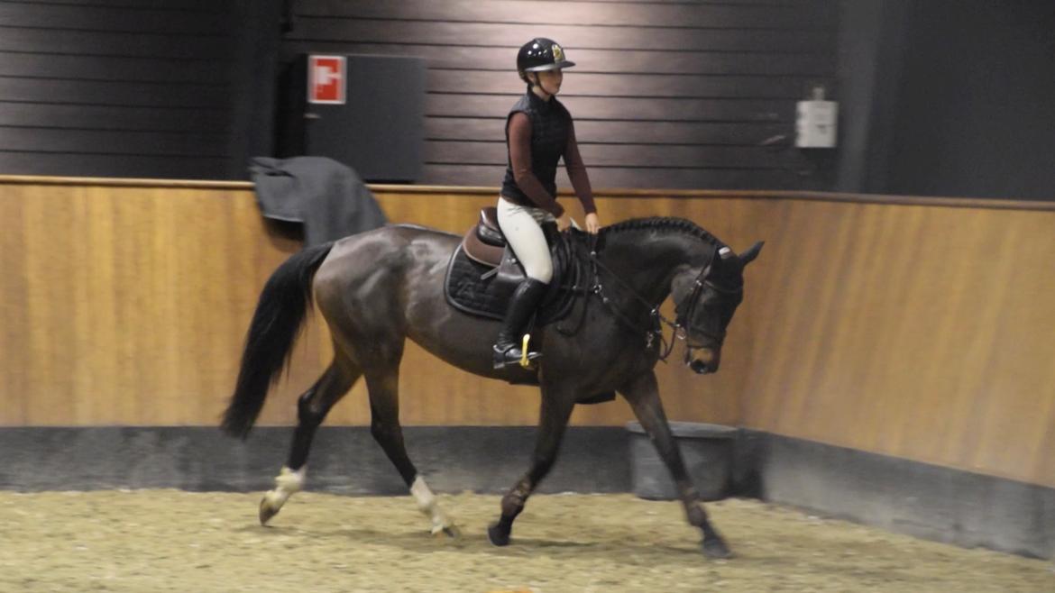 Holstener Golddate - Golddate og jeg red Aequipment clinicen ved Absolute Horses D. 1 December billede 2