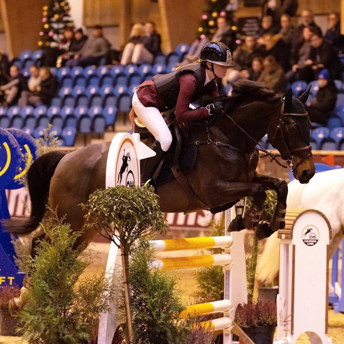 Holstener Golddate - Fejlfri og placeret i Bronze kvalifikationen ved Christmas Show WU 2018 billede 7