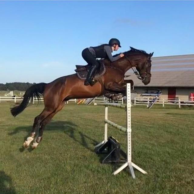 Holstener Golddate - Golddate i topform sommeren 18 billede 4