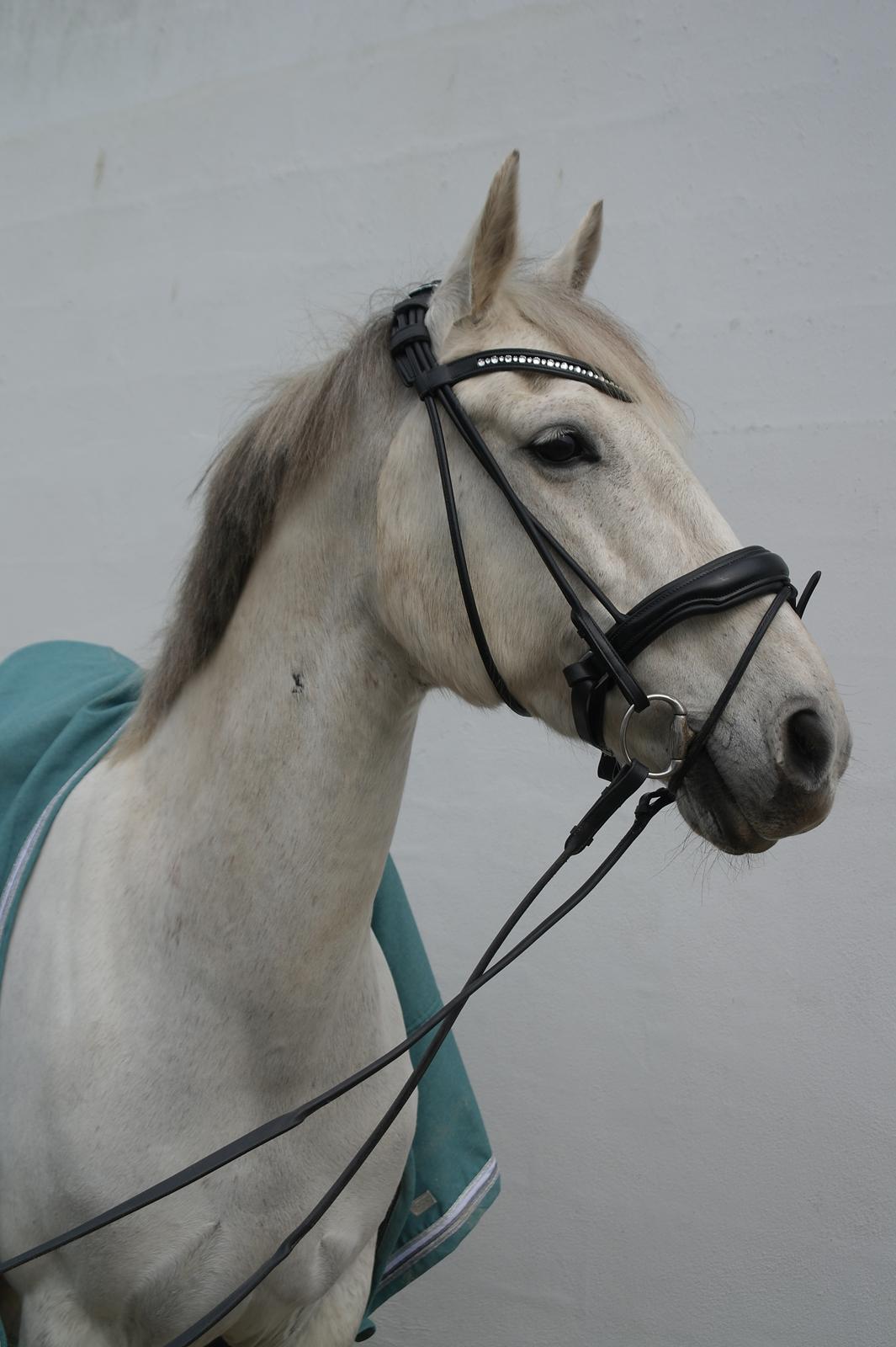 Anden særlig race Tequila  billede 3