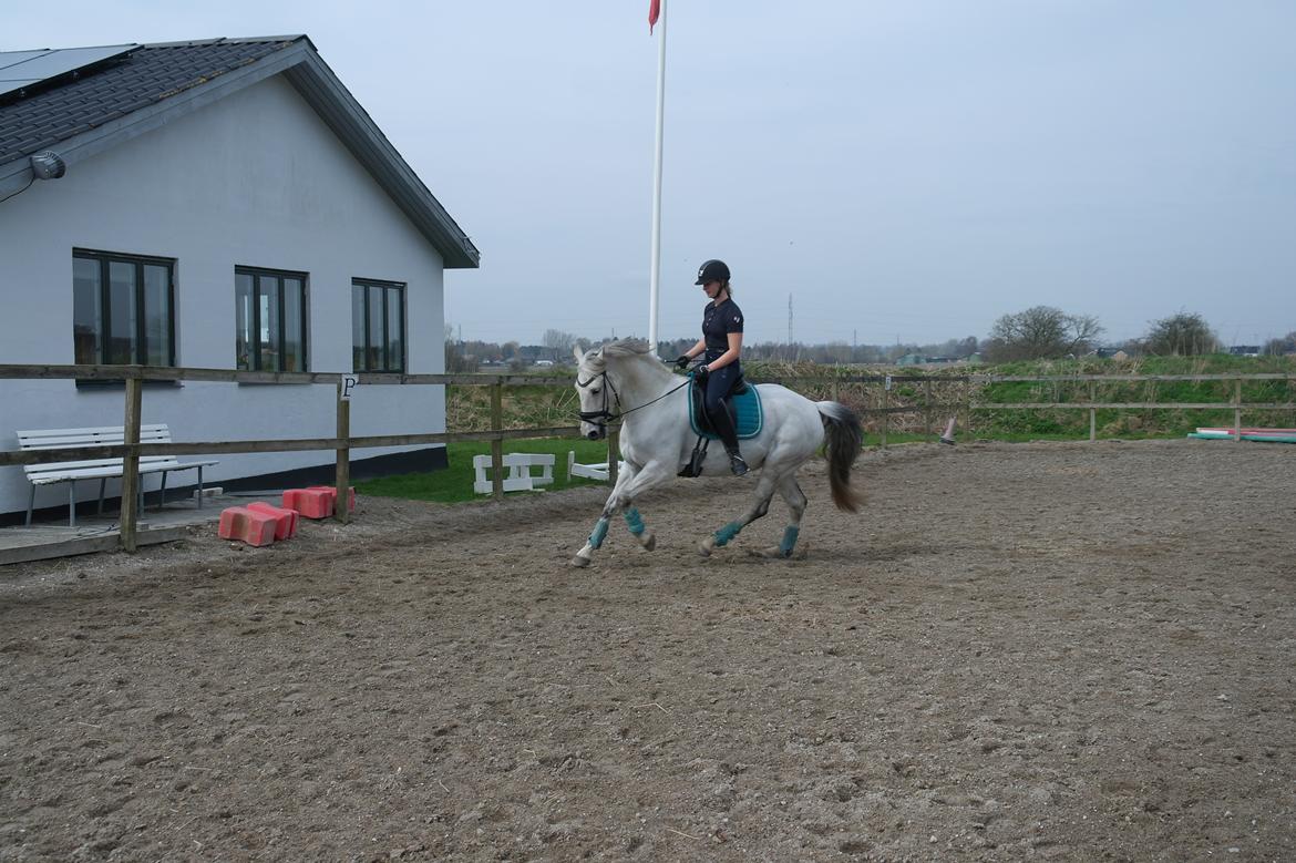 Anden særlig race Tequila  billede 5