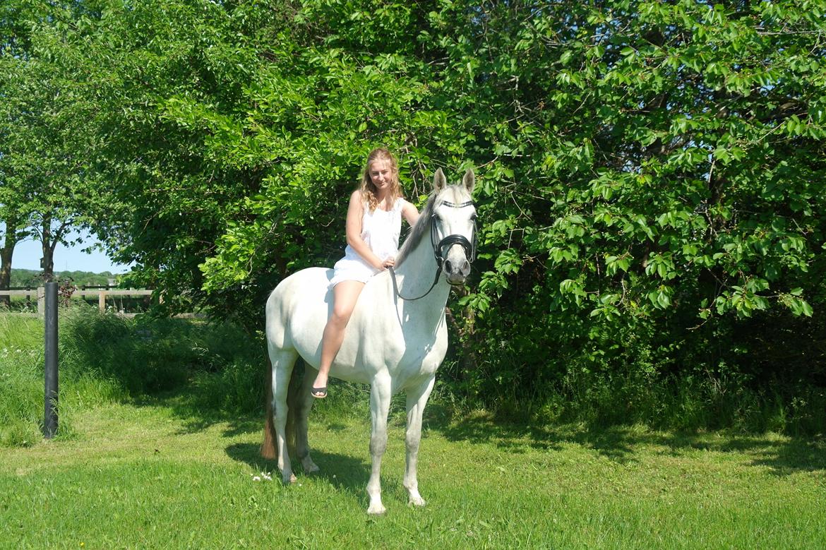 Anden særlig race Tequila  billede 7