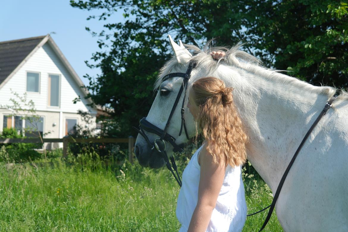 Anden særlig race Tequila  billede 1