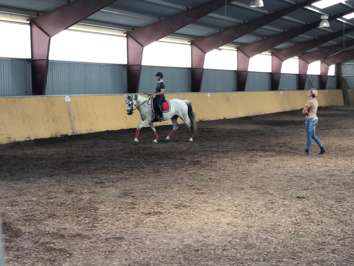 Anden særlig race Tequila  billede 9